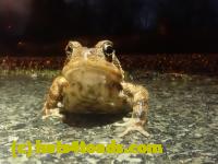 /home//u458753944/public_html/sourcegallery/////Roxborough Toad Detour/2023/2023-04-01/P4010658.JPG